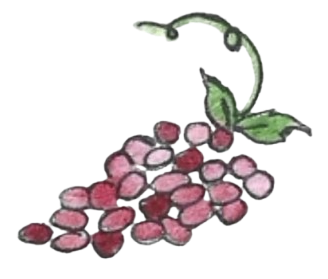 Watercolor of grapes